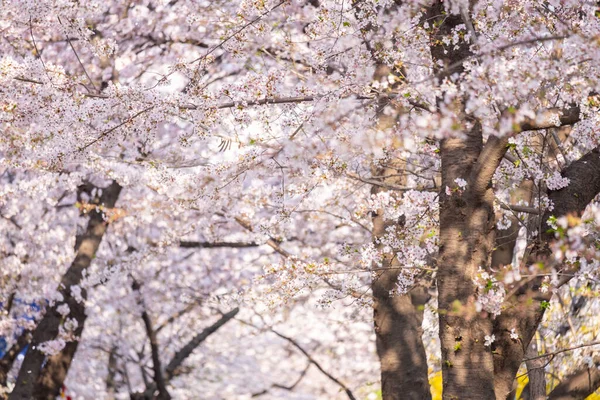 Цветение Сакуры Весной Мягким Акцентом Yeongdeungpo Yeouido Spring Flower Festival — стоковое фото