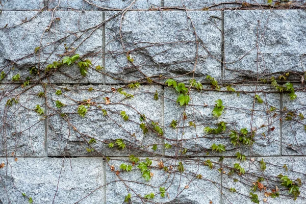 Vinha Planta Parede Pedra Concreto — Fotografia de Stock