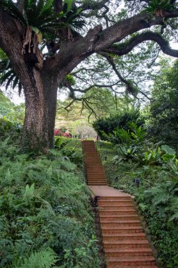 Fort Canning Parkı 'ndaki yürüyüş yolu, Singapur' da yeşil alanlardan biri..