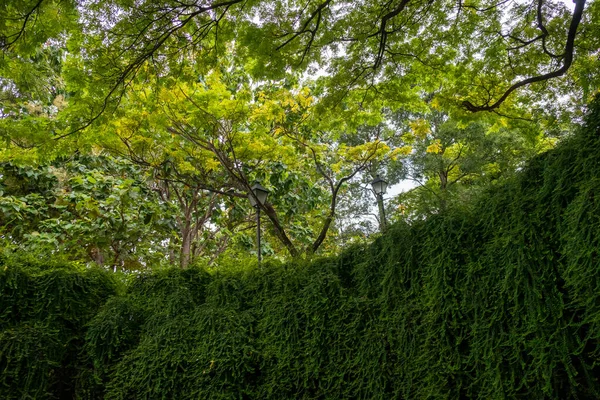 Большое Дерево Над Тоннелем Парке Форт Каннинг Сингапур — стоковое фото