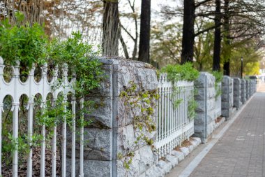 Beyaz çit boyunca tırman, patikanın yanında.