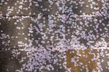 Yerde güneş ışığıyla kiraz çiçekleri var.