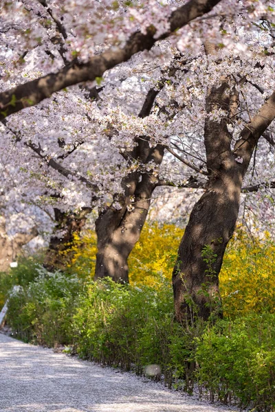 Цветение Сакуры Весной Мягким Акцентом Yeongdeungpo Yeouido Spring Flower Festival — стоковое фото