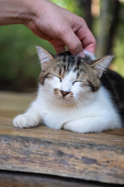귀여운 고양이를 손으로 어루만지는 — 스톡 사진