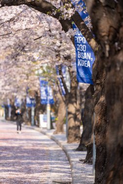 Seul, Güney Kore - 3 Nisan 2023: Yeongdeungpo Yeouido Bahar Çiçeği Festivali 'nde insanlar cadde boyunca yürüyor..