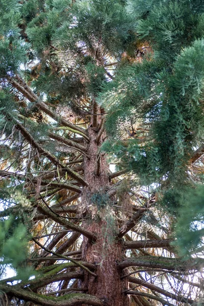 Велике Дерево Гілками — стокове фото