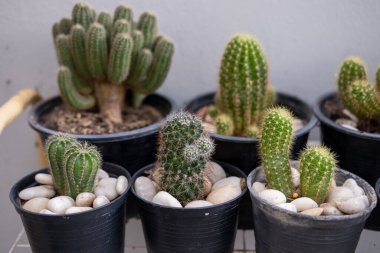 Evin bahçesindeki çakıl taşlı küçük kaktüs.