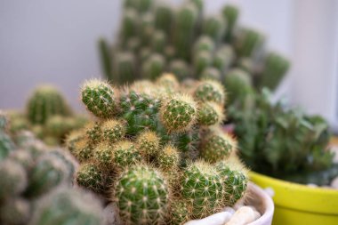 Evin bahçesindeki çakıl taşlı küçük kaktüs.