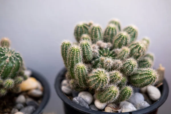 stock image Small cactus in pot with pebble, located in the garden outside of the house