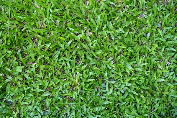 Widok Góry Tekstury Zielonej Trawy Tle — Zdjęcie stockowe