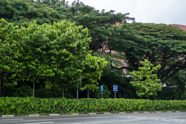 street view of big tree in singapore on heavy rainy day