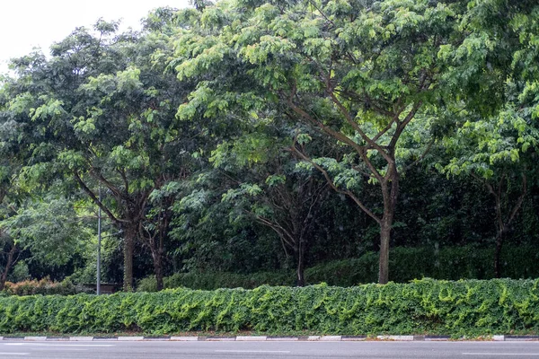 雨の日にシンガポールの大きな木の街路樹を見ると — ストック写真
