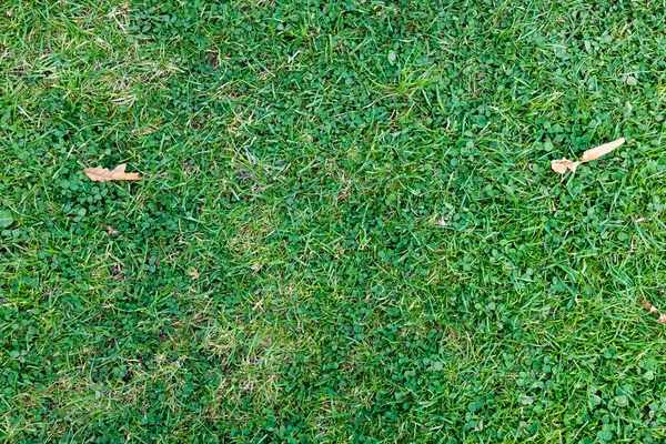 Top View Green Grass Texture Background — Stock Photo, Image
