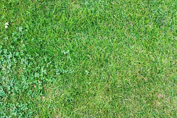 Widok Góry Tekstury Zielonej Trawy Tle — Zdjęcie stockowe