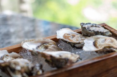 Masada buzla servis edilen istiridye.