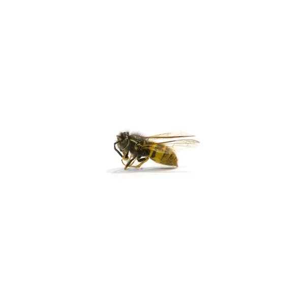 Bee Close Fundal Alb — Fotografie, imagine de stoc