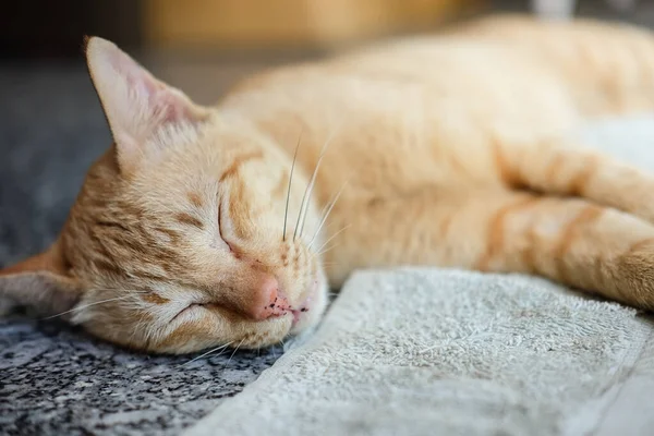 Спящая Кошка Избирательный Фокус — стоковое фото