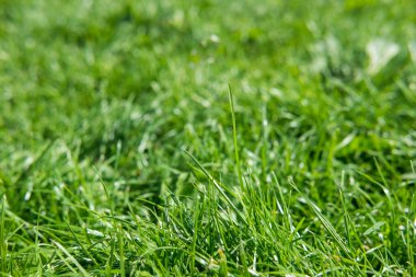 Çimen dokusu doğal arkaplan