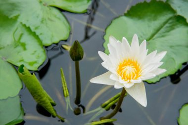 Lotus çiçeği veya nilüfer yüzen