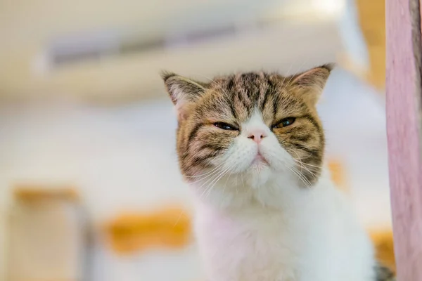 Katze Weicher Fokus Mit Unscharfem Hintergrund — Stockfoto