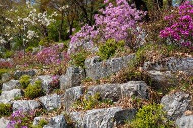Baharda bitkilerle ve pembe çiçeklerle dolu taş bir duvar.