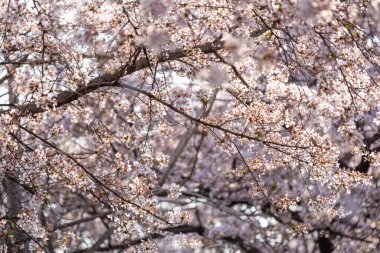 Baharda Kiraz Çiçekleri Yeongdeungpo Yeouido Bahar Festivali 'nde, Güney Kore, Seul' de.