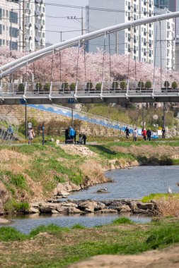 İnsanlar Güney Kore, Seul 'deki Bulgwangcheon' da Kiraz Çiçeği Festivali 'nde dolaşıyorlar.