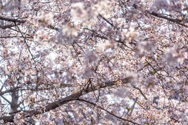 在韩国首尔举行的杨德波丽都春花节上 樱花在春天绽放 花色柔和 — 图库照片