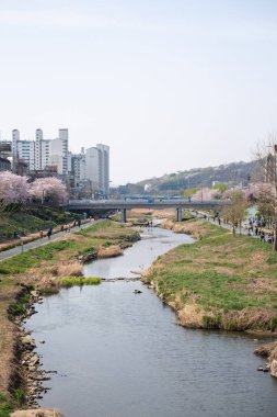 Seul, Güney Kore - 3 Nisan 2023: İnsanlar Bulgwangcheon 'da Kiraz Çiçeği Festivali' nde dolaşıyorlar