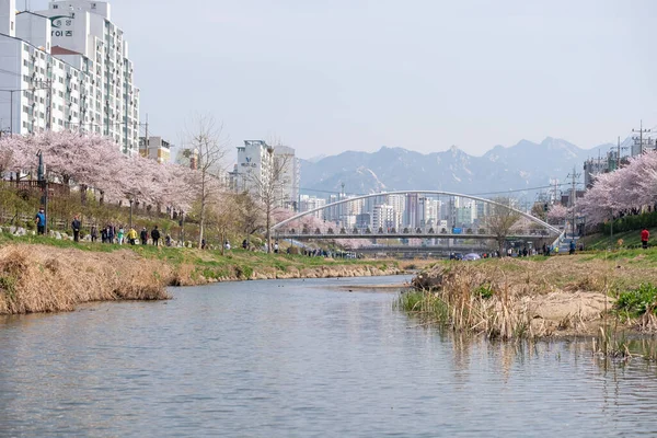 2023年4月3日韓国 ソウル ブルワンチョン市の桜祭りを歩く人々 — ストック写真