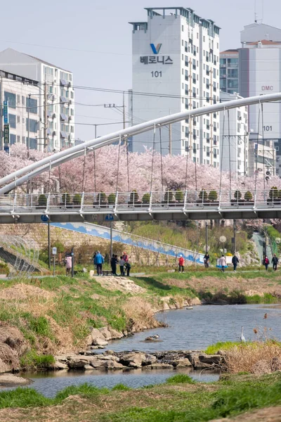 Séoul Corée Sud Avril 2023 Fête Fleur Cerisier Boulgwangcheon — Photo