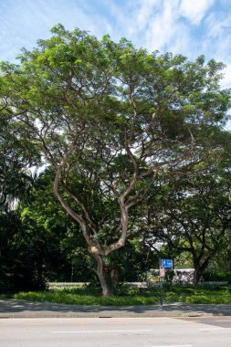 Singapur - 20 Ekim 2022: Orchard Yolu, Singapur perakende kalp bölgesinde büyük bir ağaç.