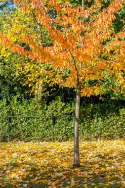 Sarı yapraklı ağaç dalı, sonbahar.