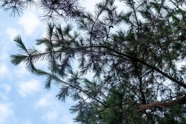 Arka Planda Bulut Gökyüzü Olan Çam Ağacı Dalı — Stok fotoğraf