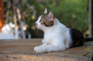 Tahta masada yatan Taylandlı kedi.