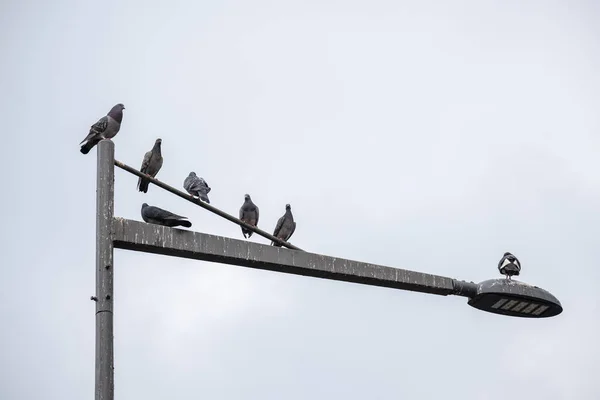 stock image A group of pigeons on a light pole.