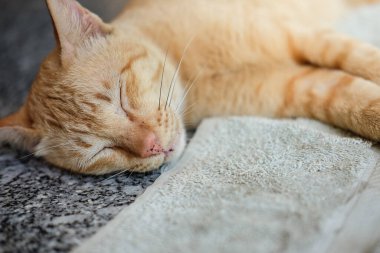 Uyuyan kedi, seçici odak