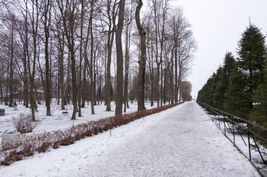 St Petersburg, Rusya 'da Peterhof Sarayı 'nda ağaçlar Row. Kış aylarında.