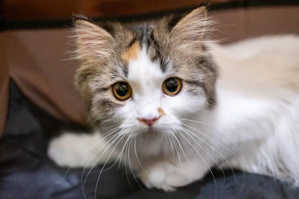 Fluffig Vit Katt Tittar Kameran — Stockfoto