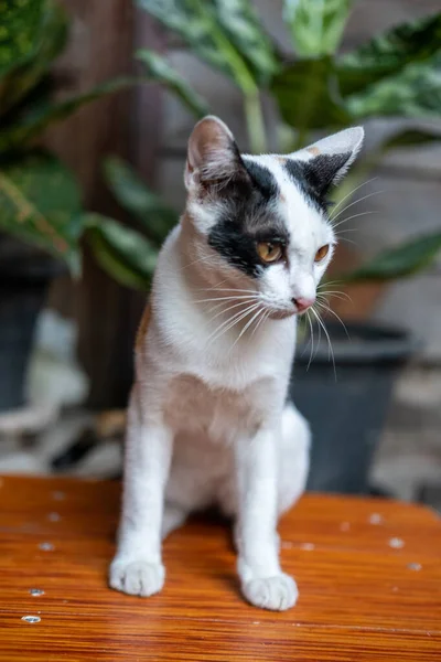 Ταϊλανδέζικη Γάτα Στέκεται Στο Ξύλινο Τραπέζι — Φωτογραφία Αρχείου