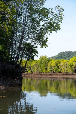 Mangrov ormanları, tropik bölgelerdeki ve tropik bölgelerdeki tuzlu kıyı ortamlarında yetişen ağaçlar ve çalılar da dahil.