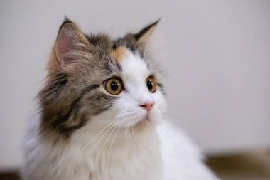 Yumuşak beyaz kedi, yan profil