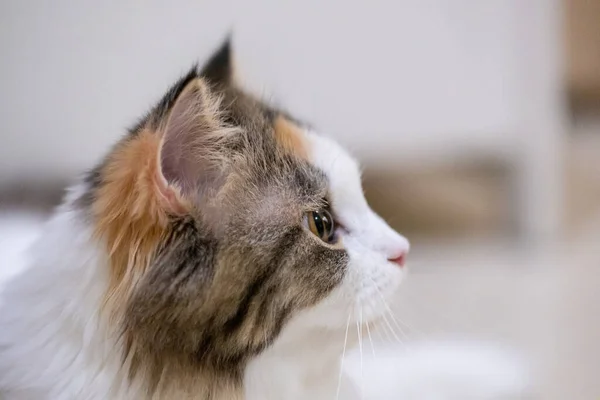 Fluffy white cat, side profile