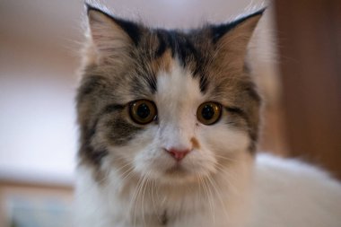 Şirin, tüylü beyaz kediye yaklaş.