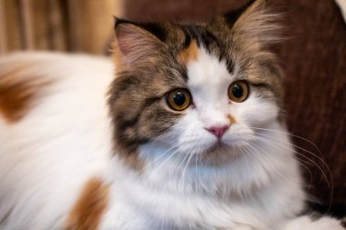 Şirin, tüylü beyaz kediye yaklaş.