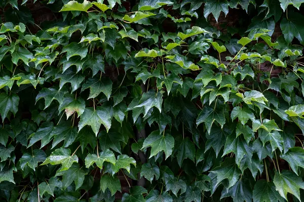 Green Leaf Texture Natural Background — Fotografia de Stock