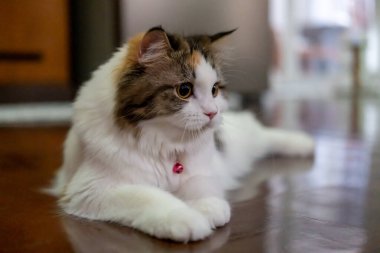 Yerde yatan sevimli, tüylü beyaz kediye yaklaş