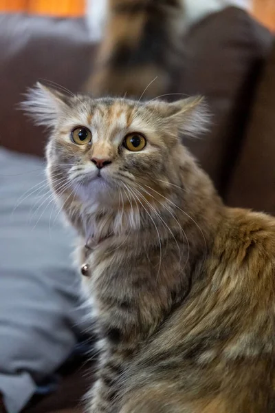 一只可爱的毛茸茸的棕色猫 — 图库照片