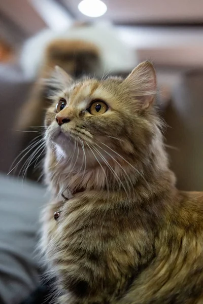 Şirin Tüylü Kahverengi Kediye Yaklaş — Stok fotoğraf