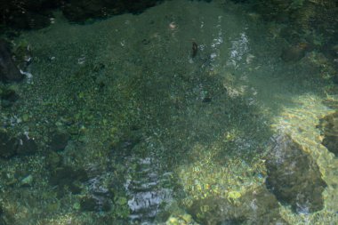 Şeffaf yeşil ve mavi dereler. Suyun altındaki ağaç kökleri ve kayalar..